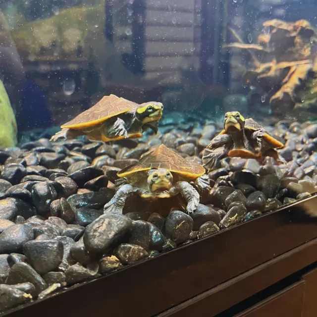 Turtles
