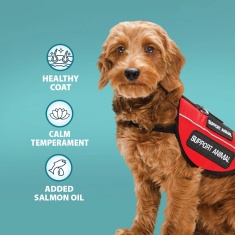 Burns Adult Dog Alert Chicken & Brown Rice Dry Food - 12kg Burns Adult Dog Alert Chicken & Brown Rice Dry Food - 12kg