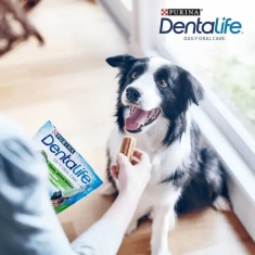 Dentalife Medium Dog Dental Dog Chews - 42 Sticks