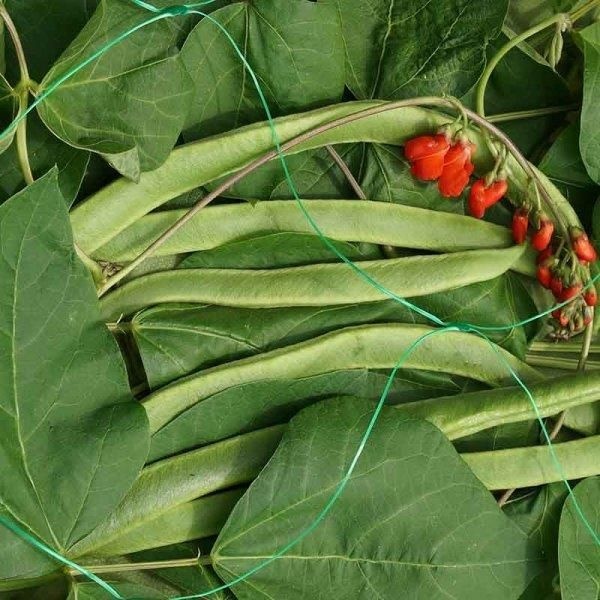 Smart Garden Pea And Bean Netting - 2m X 5m Green 150mm Mesh