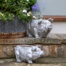 Downtown Pig Cement Planter Large - Antique White