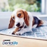 Dentalife Small Dog Dental Dog Chews - 54 Sticks