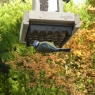 Peckish Woodland Feast Seed & Suet Cake Tower Feeder