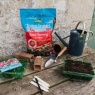 Westland Westland John Innes Peat Free Seed Sowing Compost - 28L